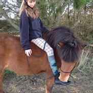 Islænder Elja fra Stensborggård