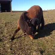 Islænder Elja fra Stensborggård