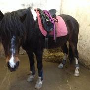 Anden særlig race Kaj