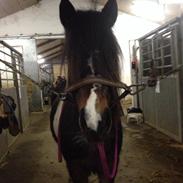 Anden særlig race Kaj