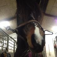 Anden særlig race Kaj