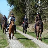 Islænder Elja fra Stensborggård