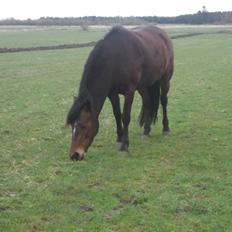 New Forest Liva