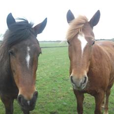 New Forest Liva