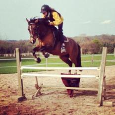 Anden særlig race Calvados 