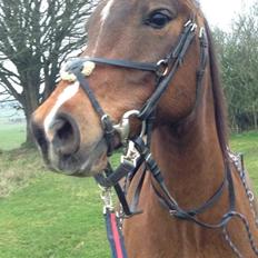 Anden særlig race Calvados 