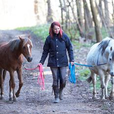 Anden særlig race Gry Soleil [Himmelhest]