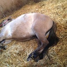 Konik Polski sølvmosegaards gråmand (Lille grå)