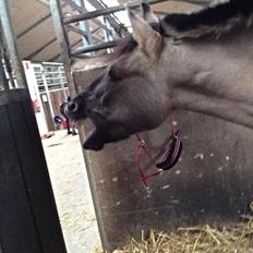 Konik Polski sølvmosegaards gråmand (Lille grå)