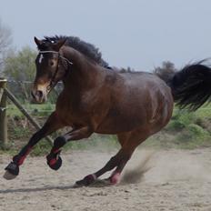 Anden særlig race Wilma