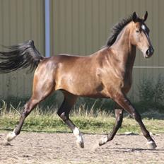 Oldenborg Sanddallunds Iroy