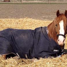 Palomino Marielyst Mr. Perfect