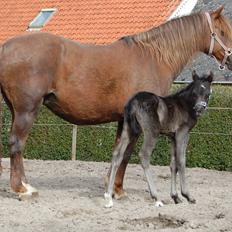 Welsh Pony (sec B) Keilkær Zerlina R.I.P.