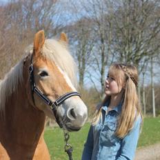 Haflinger Luna