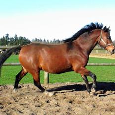 Anden særlig race Dakota