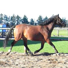 Anden særlig race Dakota