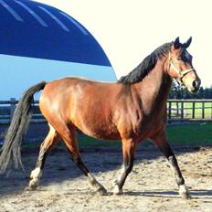 Anden særlig race Dakota