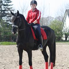 Dansk Varmblod Stald Care's Dragon