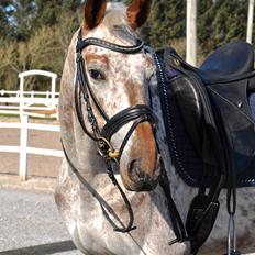 Appaloosa Cassiopaia