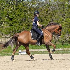 Welsh Cob (sec D) Fronerthig Red Hot Chilli