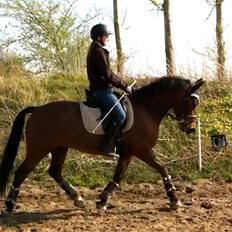 New Forest Bokjærgårds Aladdin