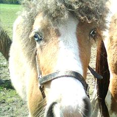 Anden særlig race Fiona