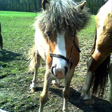 Anden særlig race Fiona