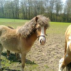 Anden særlig race Fiona