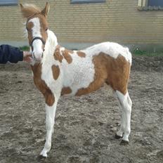 Anden særlig race kavalo