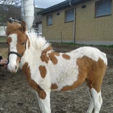 Anden særlig race kavalo