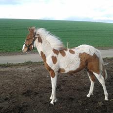 Anden særlig race kavalo