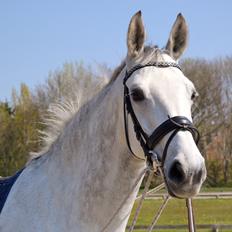 Dansk Varmblod Årup Mølles Lancóme