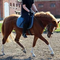 DSP Nørretelling's Ballou