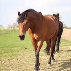 Pinto Chevál Tobiano