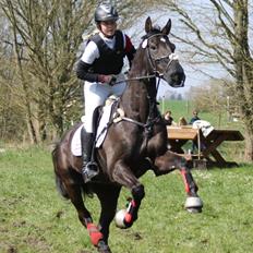 Dansk Varmblod Quendy - L