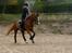 Dansk Varmblod Dia-Lotto Landlyst