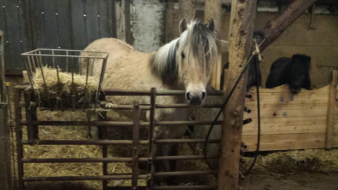 Anden særlig race Donna RIP billede 13