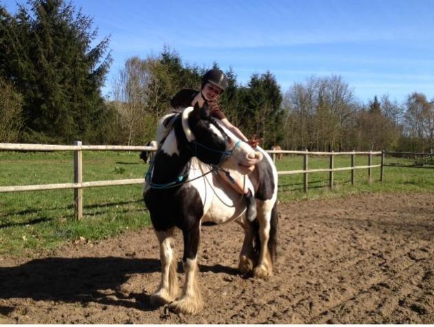 Irish Cob Bundolos Indira billede 4