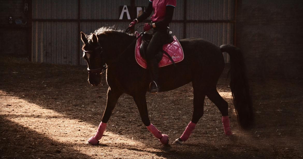 DSP Bæklunds Cheri billede 4