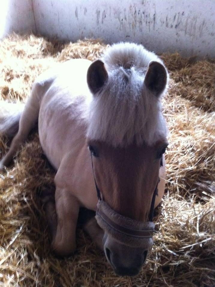 Anden særlig race Flint - Han er så dejlig!<3 Taget af: Laura billede 9