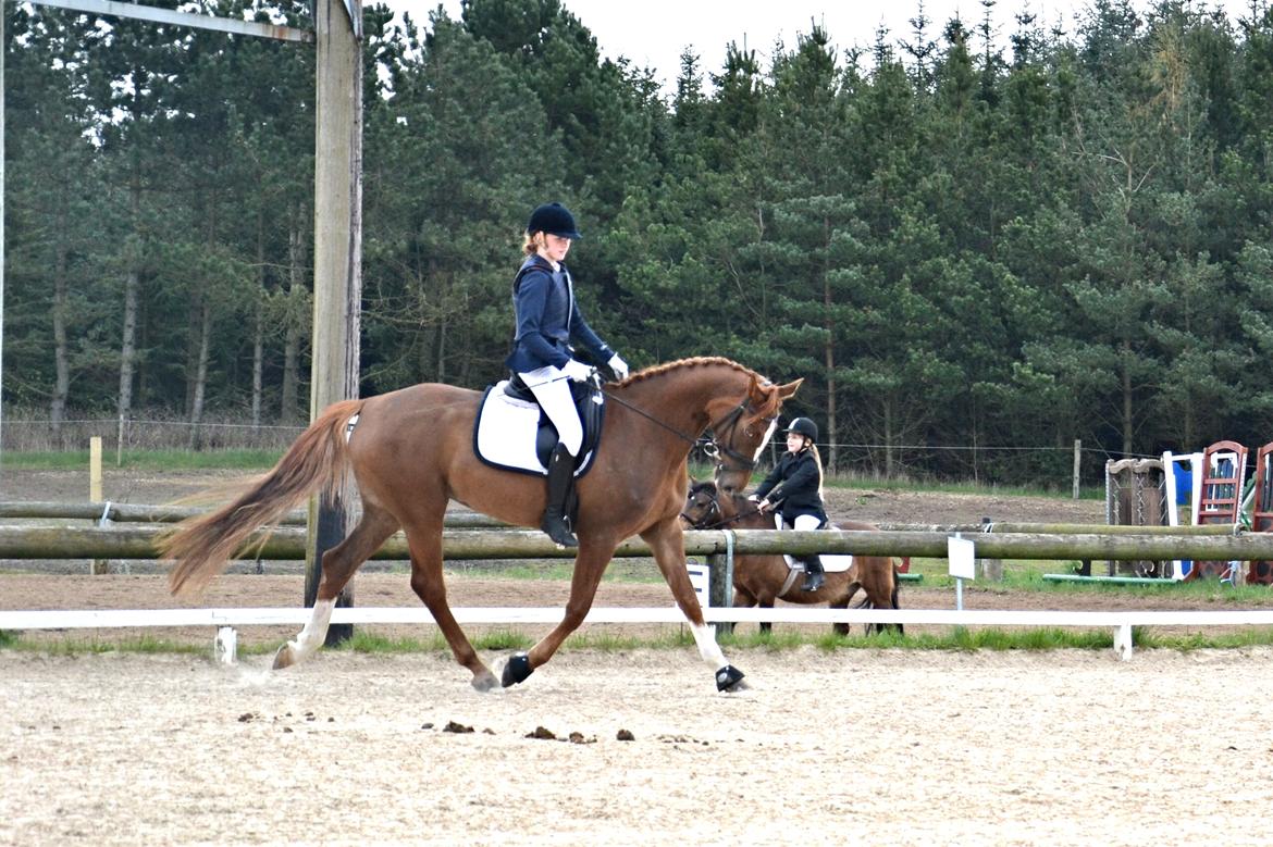 Dansk Varmblod Aysia e - Stævne KRT april 2014 <3 billede 10