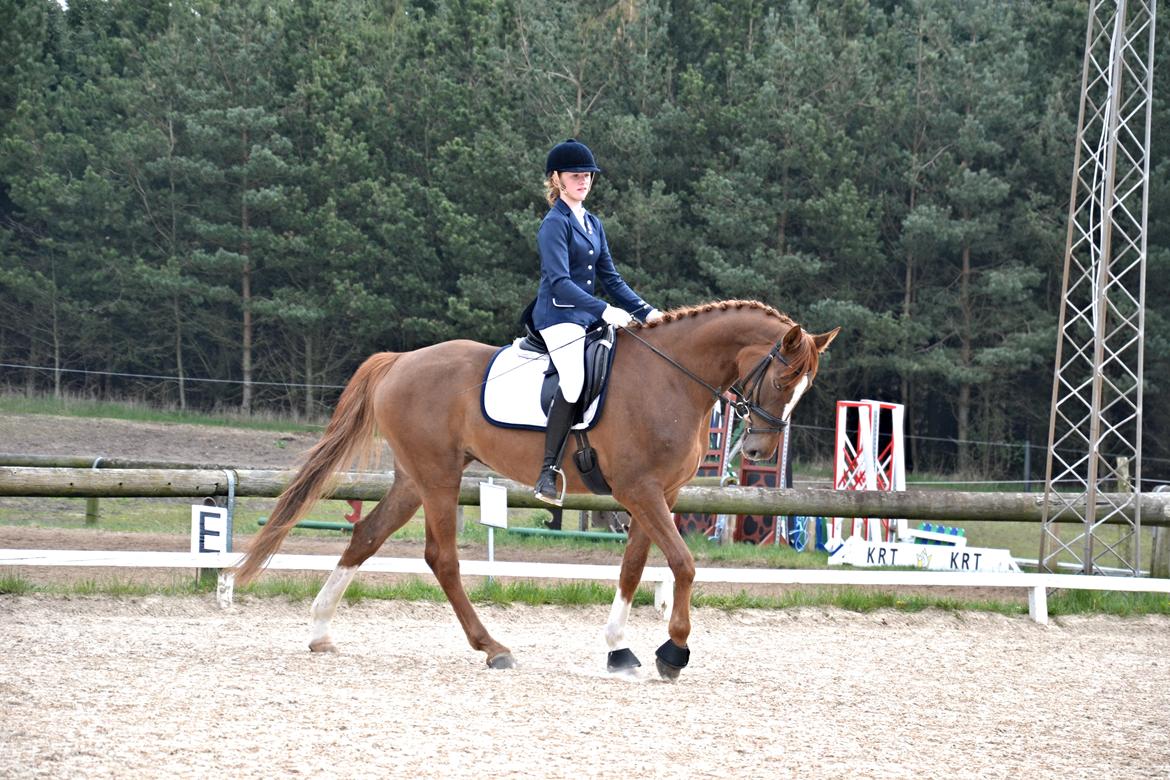Dansk Varmblod Aysia e - Stævne KRT april 2014 <3 billede 18