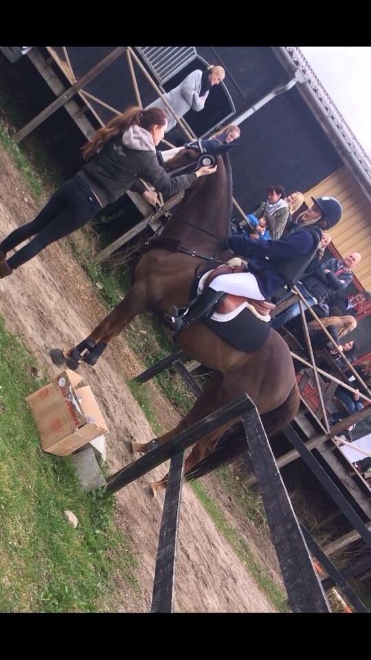 Anden særlig race Bacardi billede 12