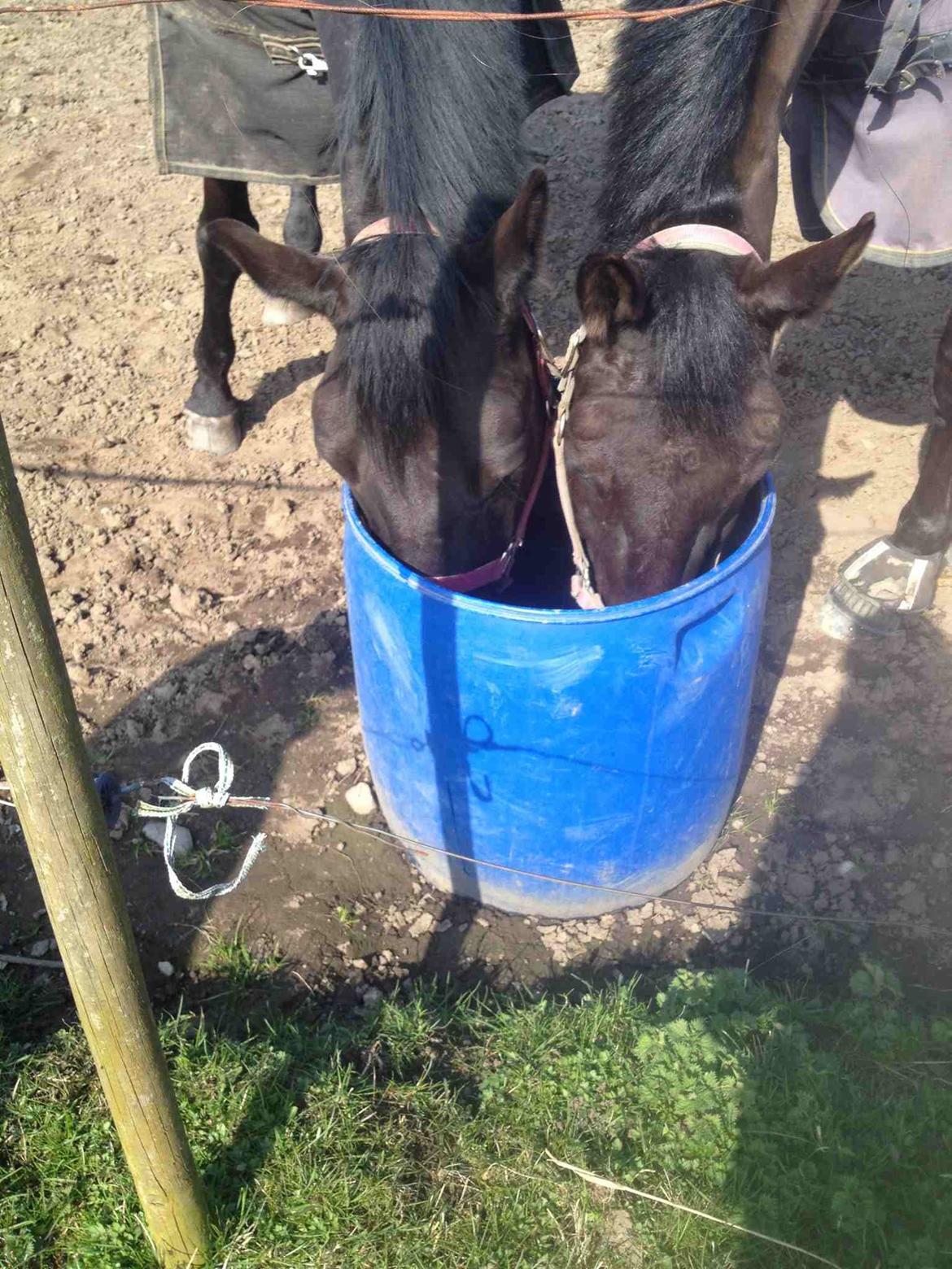 Oldenborg Masterpiece billede 8