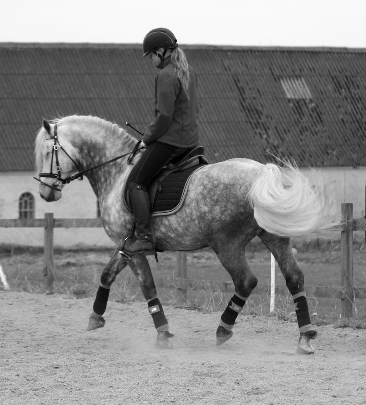 Connemara BELL PRINCE - 1. Klasse Avls Hingst ''Prins'' billede 9