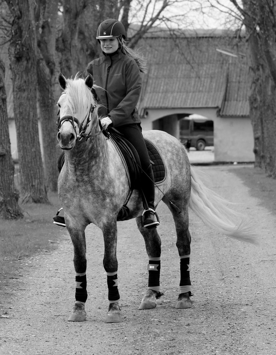 Connemara BELL PRINCE - 1. Klasse Avls Hingst ''Prins'' billede 11