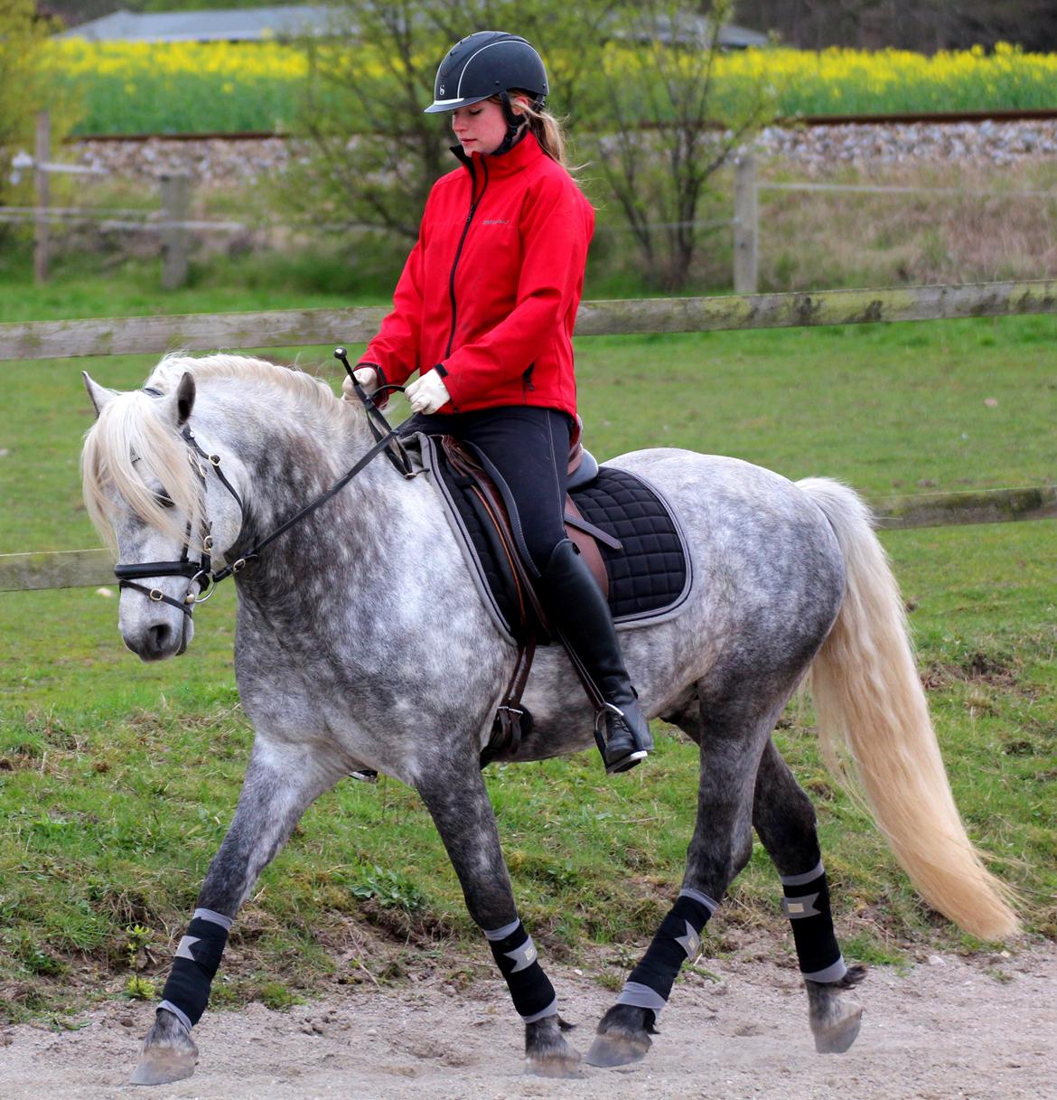 Connemara BELL PRINCE - 1. Klasse Avls Hingst ''Prins'' billede 13