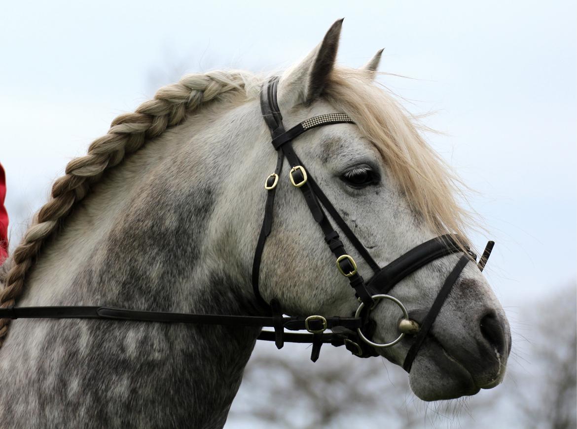 Connemara BELL PRINCE - 1. Klasse Avls Hingst ''Prins'' billede 23
