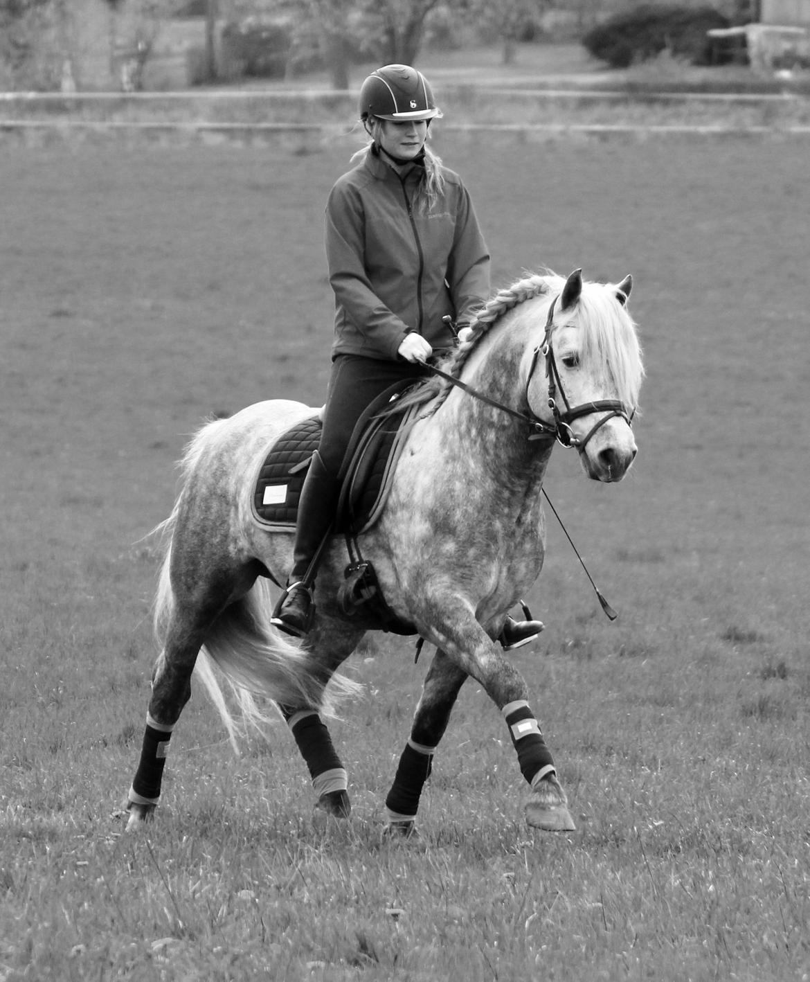 Connemara BELL PRINCE - 1. Klasse Avls Hingst ''Prins'' billede 19