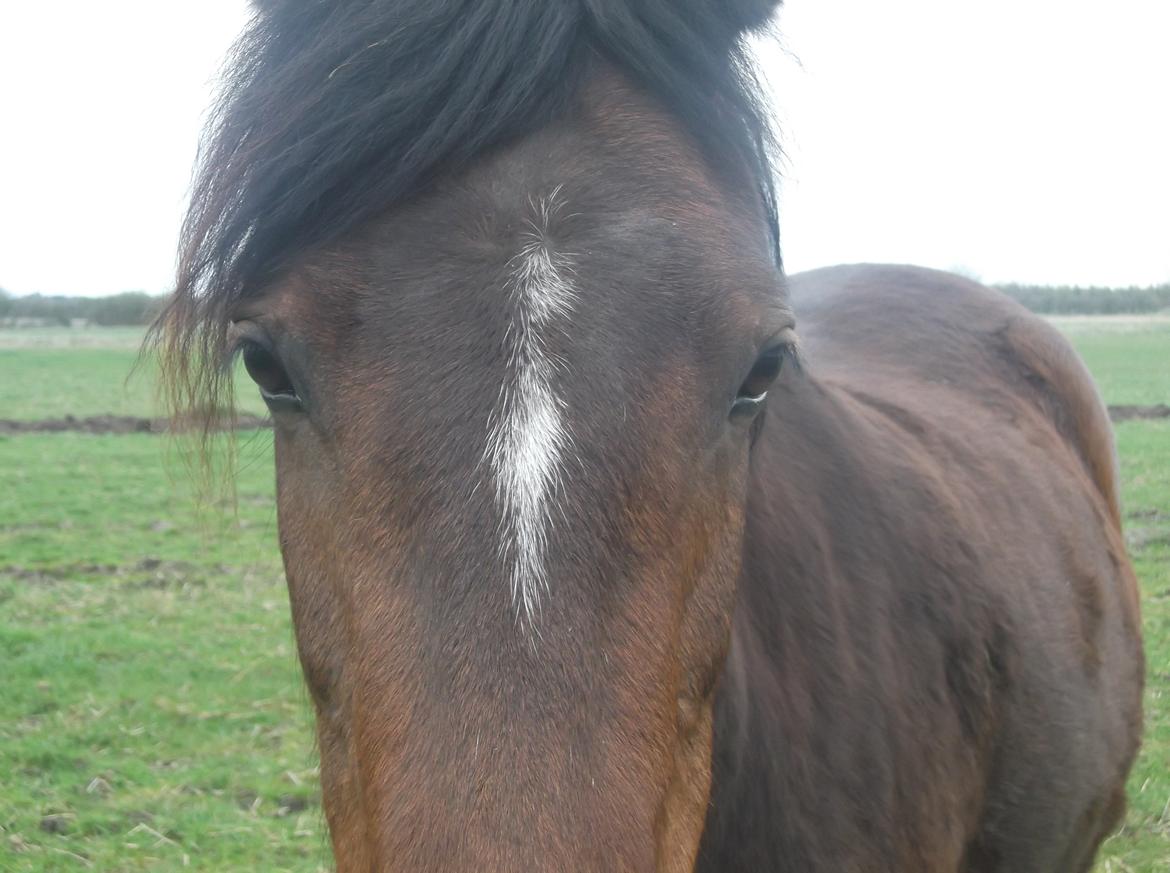 New Forest Liva billede 1